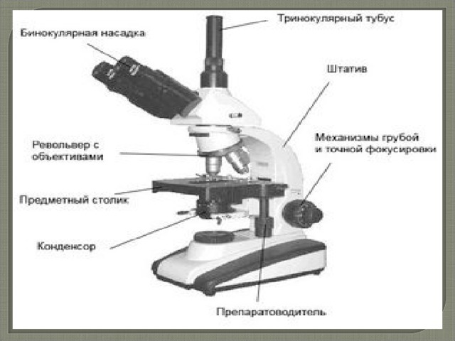 Какую функцию выполняет тубус в микроскопе