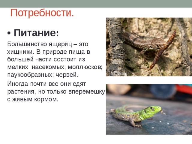 Потребности. • Питание: Большинство ящериц – это хищники. В природе пища в большей части состоит из мелких насекомых; моллюсков; паукообразных; червей. Иногда почти все они едят растения, но только вперемешку с живым кормом. 