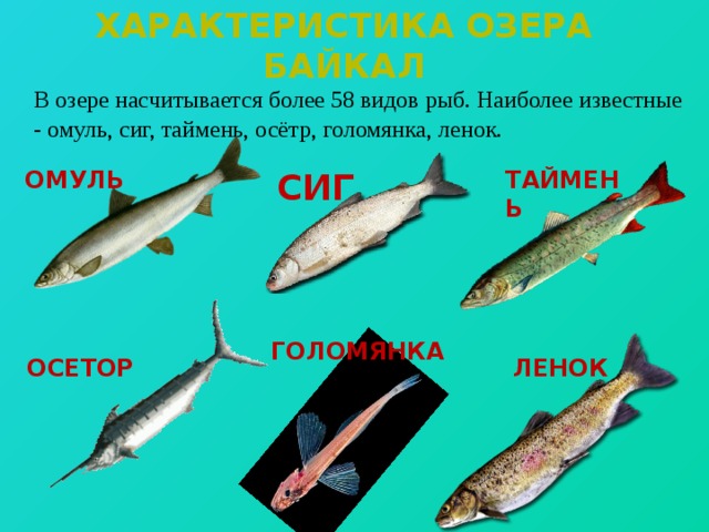 Какие рыбы водятся на байкале фото с названиями