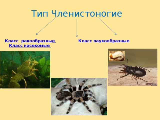 Тип членистоногие класс паукообразные презентация