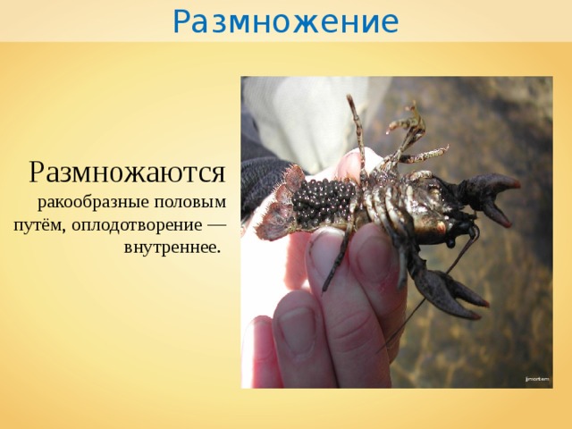 Размножение Размножаются ракообразные половым путём, оплодотворение — внутреннее. Jjmontem 
