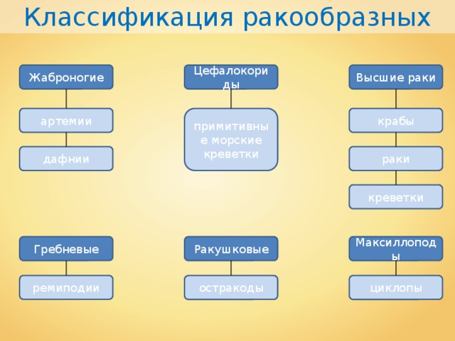 Классификация ракообразных Цефалокориды Высшие раки Жаброногие примитивные морские креветки крабы артемии раки дафнии креветки Гребневые Ракушковые Максиллоподы ремиподии циклопы остракоды 