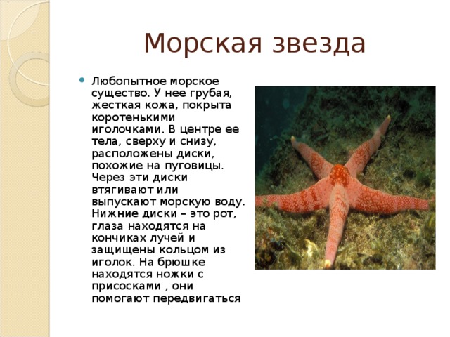 Любопытное морское существо. У нее грубая, жесткая кожа, покрыта коротенькими иголочками. В центре ее тела, сверху и снизу, расположены диски, похожие на пуговицы. Через эти диски втягивают или выпускают морскую воду. Нижние диски – это рот, глаза находятся на кончиках лучей и защищены кольцом из иголок. На брюшке находятся ножки с присосками , они помогают передвигаться  