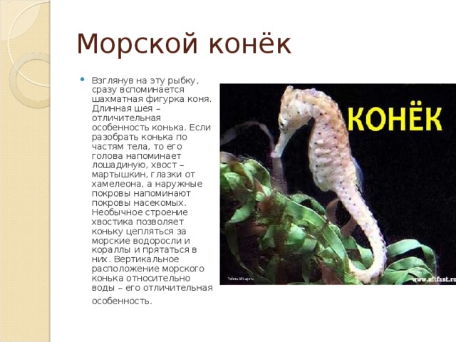 Морской конёк Взглянув на эту рыбку, сразу вспоминается шахматная фигурка коня. Длинная шея – отличительная особенность конька. Если разобрать конька по частям тела, то его голова напоминает лошадиную, хвост – мартышкин, глазки от хамелеона, а наружные покровы напоминают покровы насекомых. Необычное строение хвостика позволяет коньку цепляться за морские водоросли и кораллы и прятаться в них . Вертикальное расположение морского конька относительно воды – его отличительная особенность.  