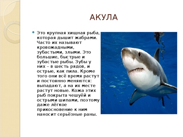 АКУЛА Это крупная хищная рыба, которая дышит жабрами. Часто их называют кровожадными, зубастыми, злыми. Это большие, быстрые и зубастые рыбы. Зубы у них – в шесть рядов, и острые, как пила. Кроме того они всё время растут и постоянно меняются: выпадают, а на их месте растут новые. Кожа этих рыб покрыта чешуёй и острыми шипами, поэтому даже лёгкое прикосновение к ним наносит серьёзные раны. 