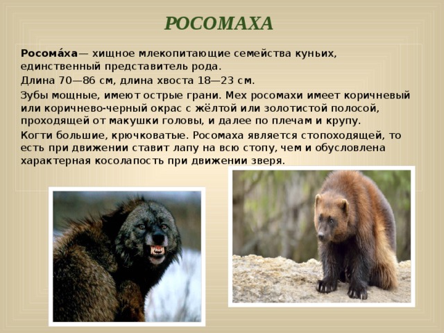 Какое животное в опасности в россии проект по английскому языку 4 класс с переводом