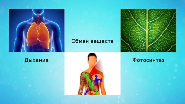 Вещество для дыхания. Обмен веществ дыхание и фотосинтез. Дыхание и обмен веществ. Реакция дыхания. Дыхание химия