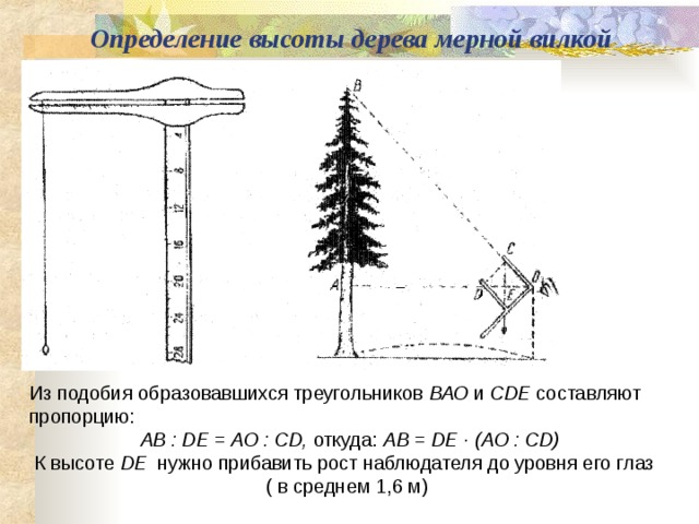 Высота сосны