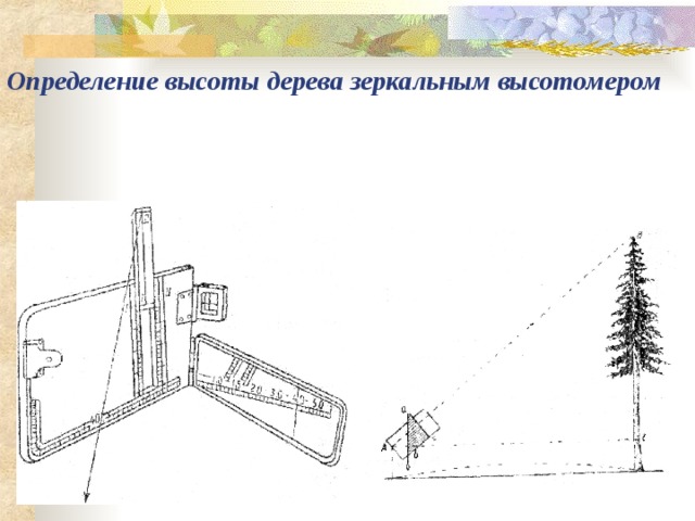 Высотный определение. Измерить высоту дерева высотомером. Прибор для измерения высоты дерева. Определение высоты дерева. Определение высоты дерева высотомером.