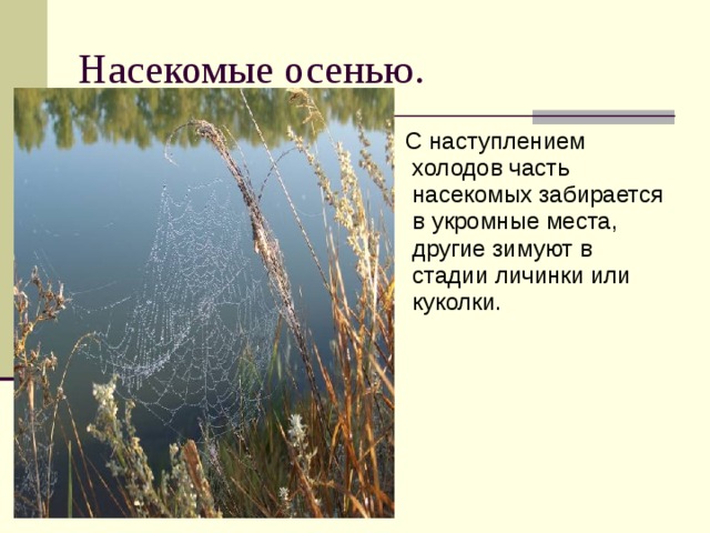 Насекомые осенью.  С наступлением холодов часть насекомых забирается в укромные места, другие зимуют в стадии личинки или куколки. 