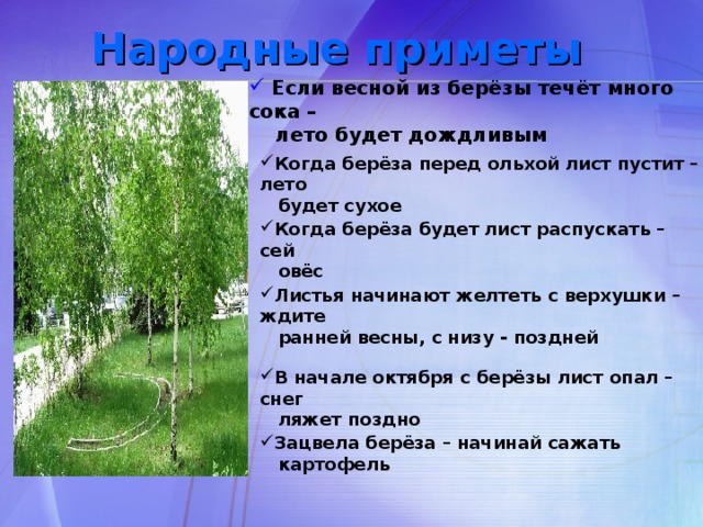 Хороша березка весной. Приметы о Березе. Береза символ России. Приметы про березку. Примета листья березы.