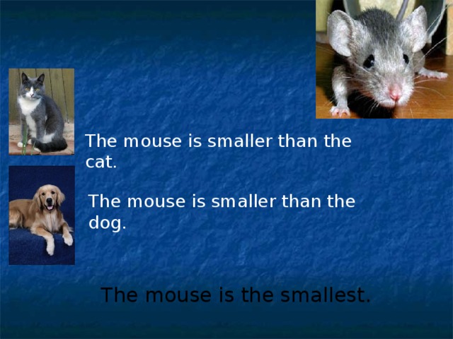 The mouse is smaller than the cat.  The mouse is smaller than the dog. The mouse is the smallest.  