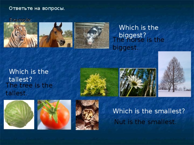 Ответьте на вопросы.   Example:  Which is the biggest? The horse is the biggest. Which is the tallest? The tree is the tallest. Which is the smallest? Nut is the smallest. 