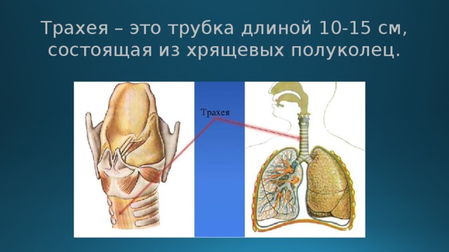 Трахея бронхи расположение строение функции Органы дыхания. 4 класс