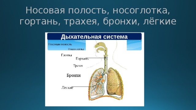 Носоглотка бронхи гортань носовая полость легкие трахея. Носовая полость трахея бронхи. Дыхательная система человека. Система дыхания 3 класс. Дыхание человека презентация.