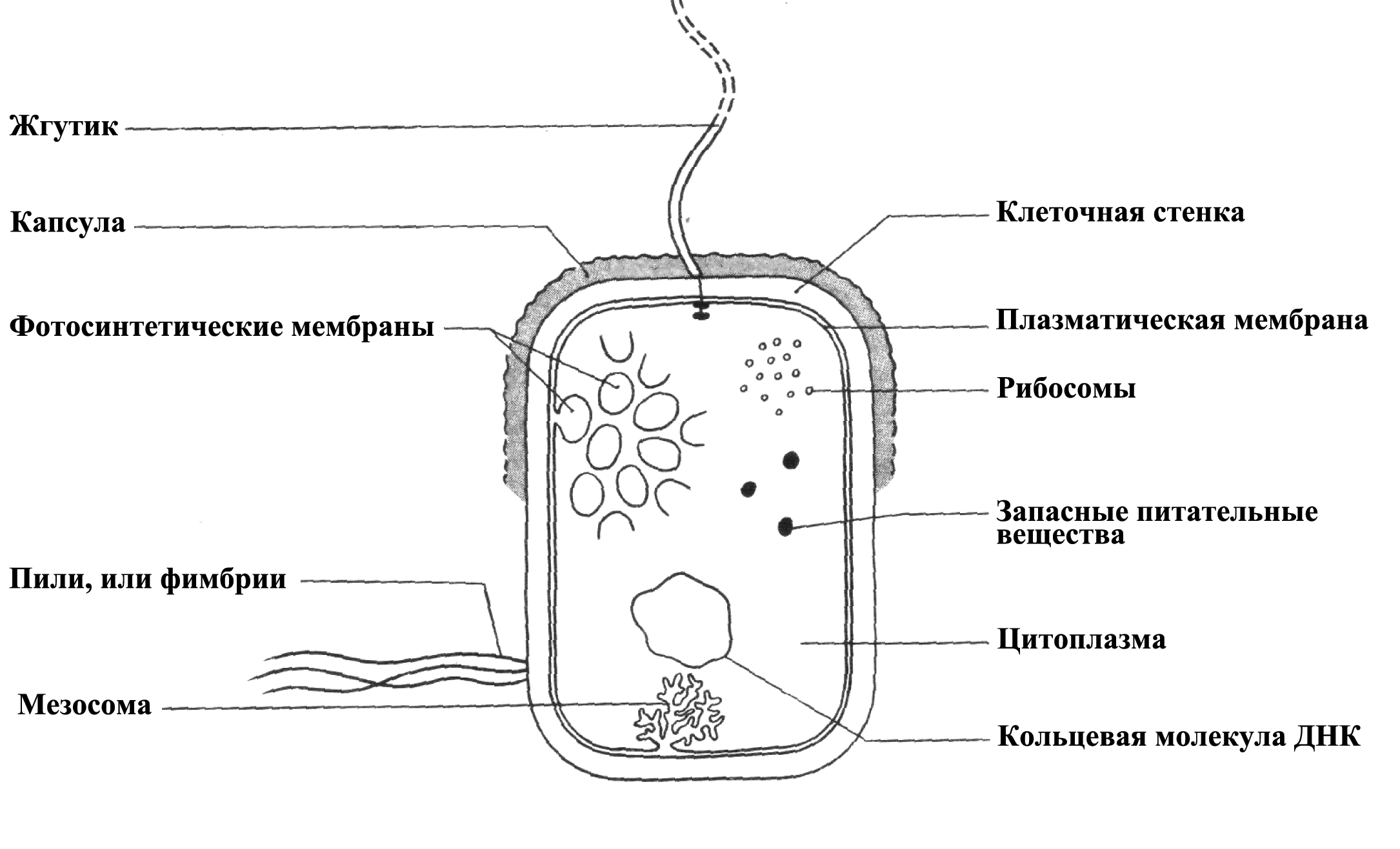 Строение прокариотической клетки бактерии