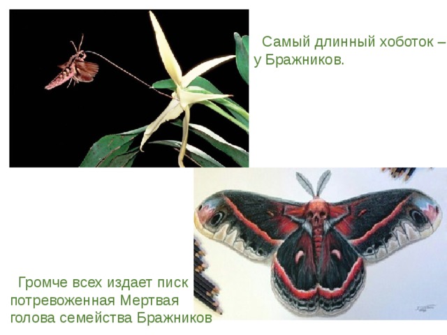 Виды бабочек на урале фото с названиями