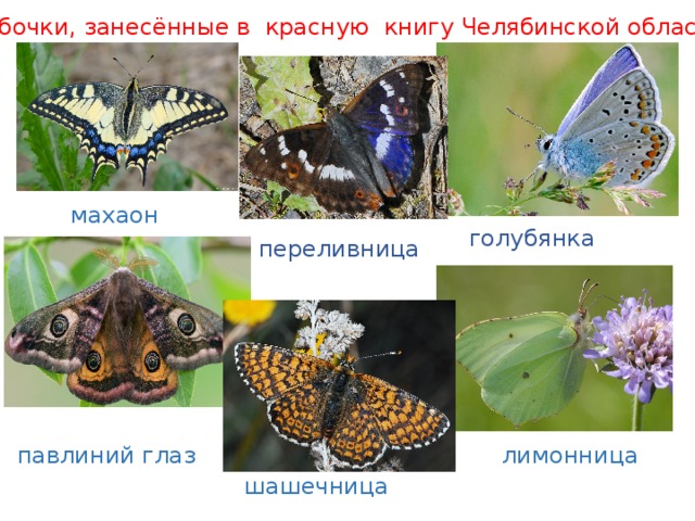 Бабочки, занесённые в красную книгу Челябинской области махаон голубянка переливница лимонница павлиний глаз шашечница 