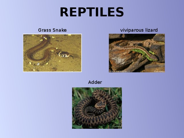 REPTILES Grass Snake viviparous lizard Adder 