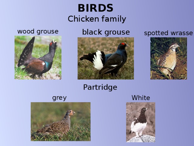 BIRDS   Chicken family wood grouse black grouse spotted wrasse Partridge grey White 