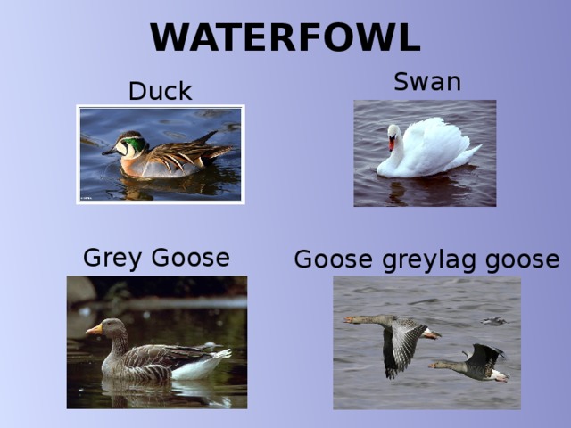 WATERFOWL Swan Duck Grey Goose Goose greylag goose 