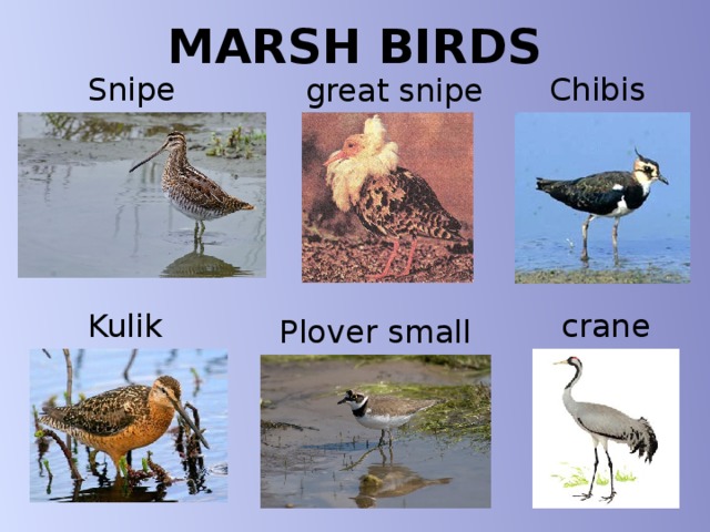 MARSH BIRDS Chibis Snipe great snipe Kulik crane Plover small 
