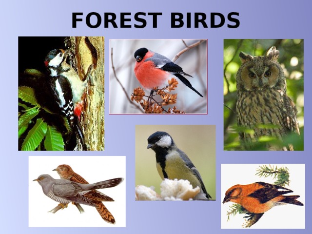 FOREST BIRDS 