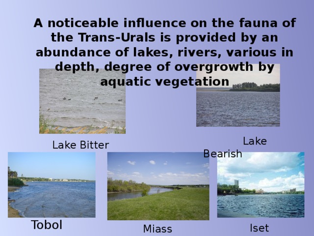A noticeable influence on the fauna of the Trans-Urals is provided by an abundance of lakes, rivers, various in depth, degree of overgrowth by aquatic vegetation  Lake  Bearish Lake Bitter  Tobol Iset Miass 