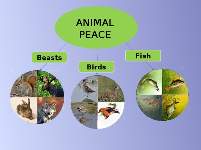 ANIMAL PEACE Fish  Beasts Birds 