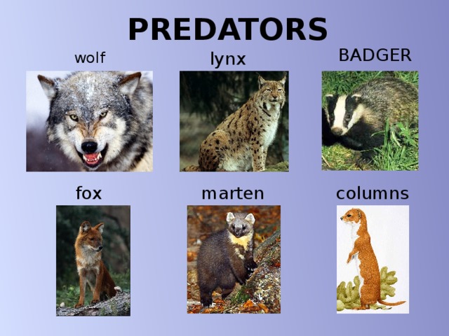 PREDATORS BADGER lynx wolf fox marten columns 