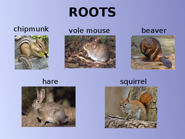 ROOTS chipmunk vole mouse beaver hare squirrel 