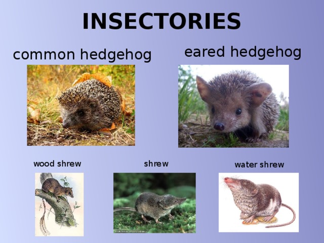 INSECTORIES eared hedgehog common hedgehog wood shrew shrew water shrew 