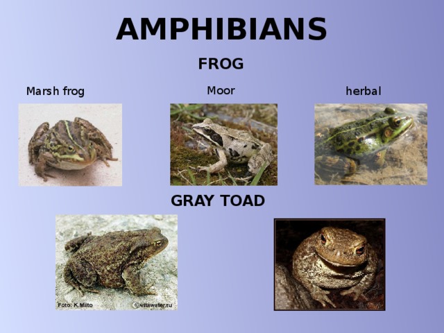 AMPHIBIANS FROG    Moor Marsh frog herbal GRAY TOAD 