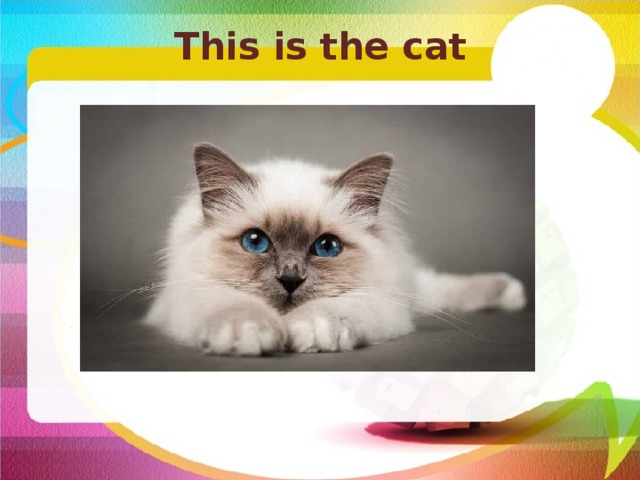 This is the cat   
