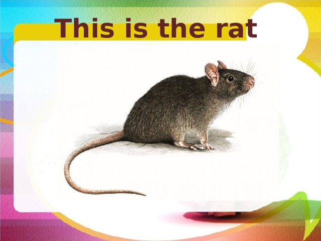 This is the rat    