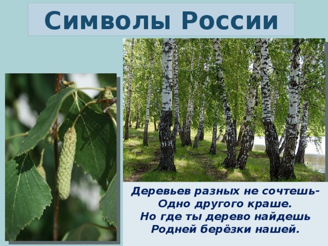 Символы России Деревьев разных не сочтешь- Одно другого краше. Но где ты дерево найдешь Родней берёзки нашей. 
