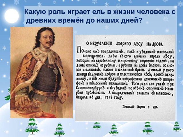 Какую роль играет ель в жизни человека с  древних времён до наших дней?  