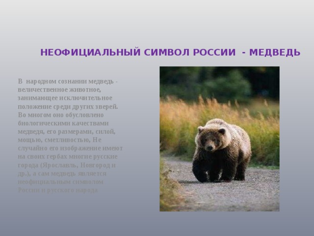 Неофициальный символ россии медведь. Неофициальные символы России медведь. Медведь символ России. Неофициальные символы России медведь для детей. Медведь неофициальный символ России презентация.