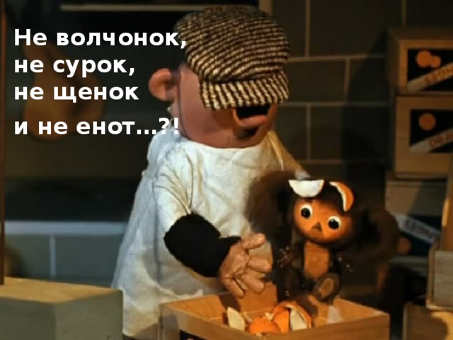 Не волчонок, не сурок, не щенок и не енот…?!  