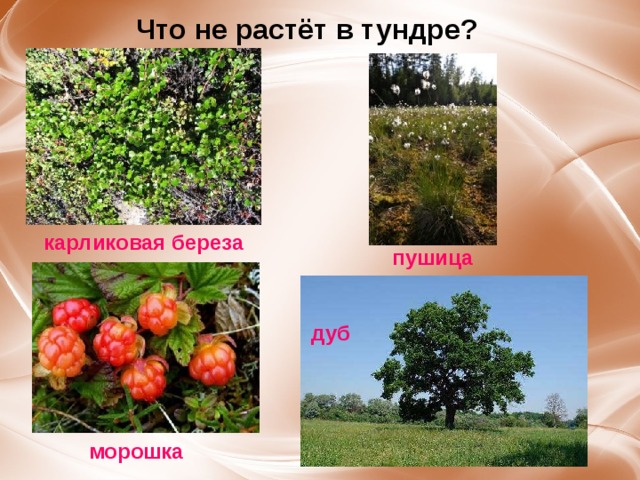 Что не растёт в тундре? карликовая береза пушица дуб морошка Что не растёт в тундре? Дриада. Багульник. Горец живородящий. Дуб. 