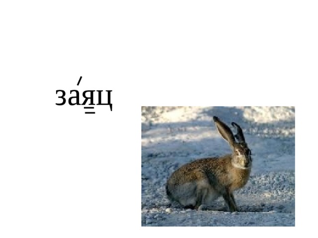 заяц 