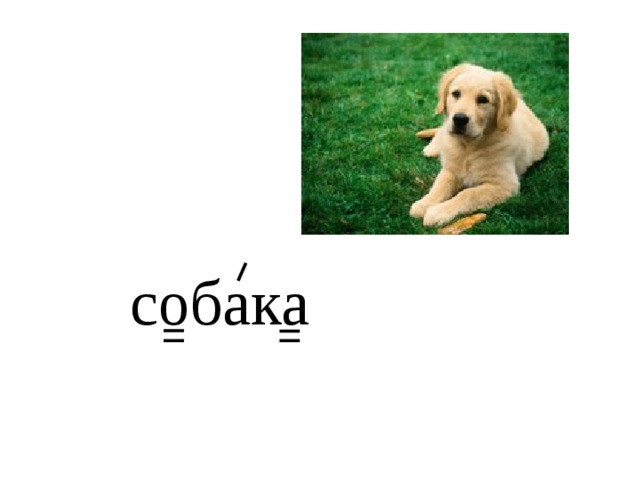 собака 
