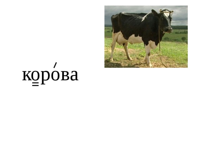 корова 