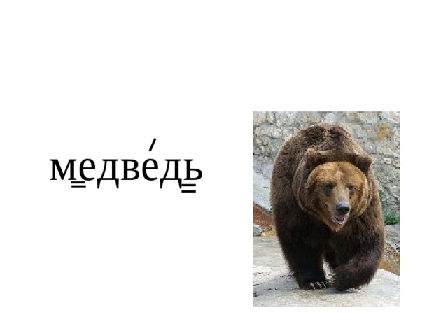 медведь 