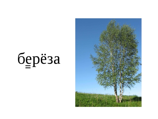 берёза 