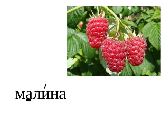 малина 