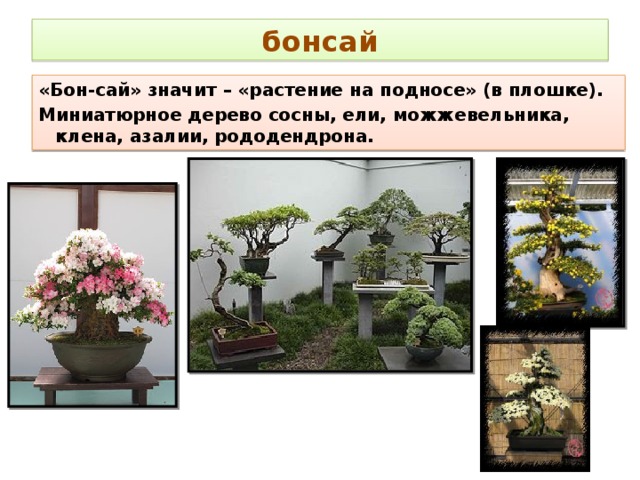 бонсай «Бон-сай» значит – «растение на подносе» (в плошке). Миниатюрное дерево сосны, ели, можжевельника, клена, азалии, рододендрона. 