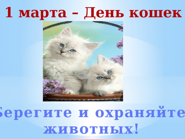 Один день кошки