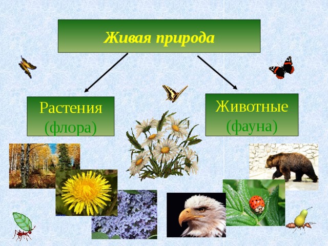 Презентация растительный и животный мир земли презентация 7 класс полярная звезда