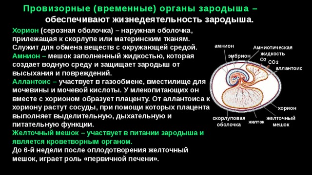 Каким номером на рисунке обозначена часть эмбриона млекопитающего которая участвует в газообмене